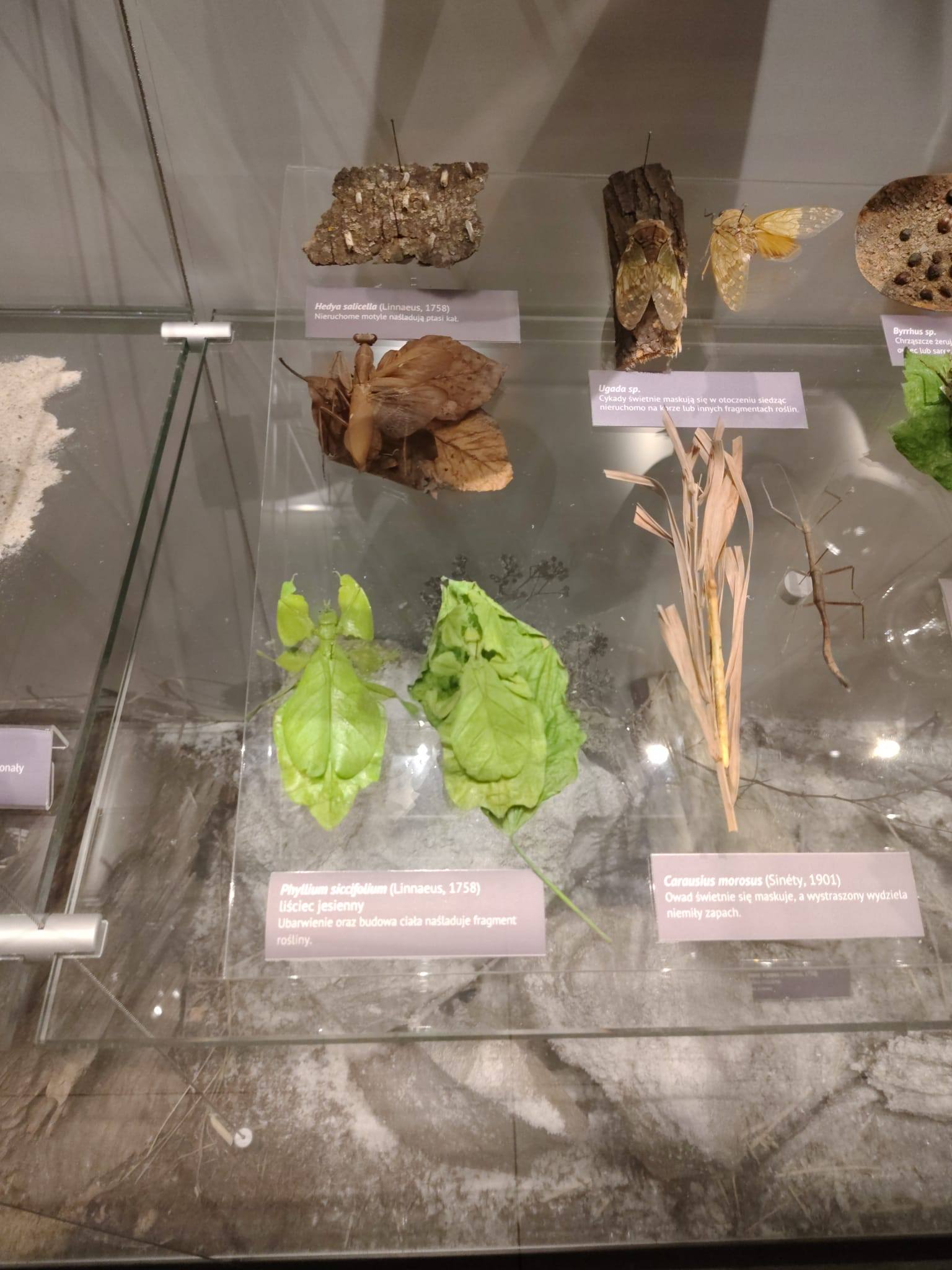 619597957_1450801440381827_3276047533691100667_n